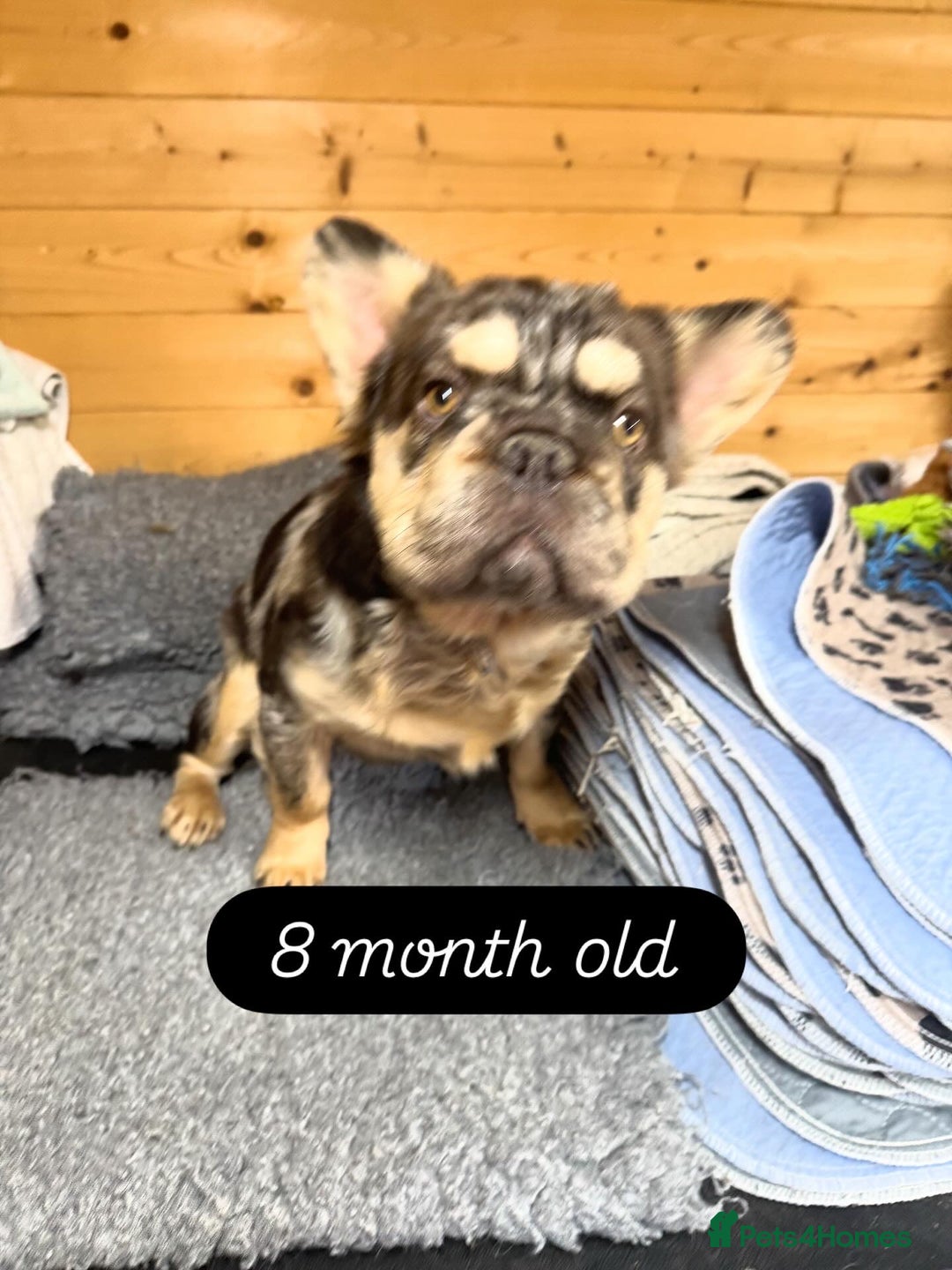 French Bulldog dogs for stud: French bulldog visual full fluffy carrying pink  in Dagenham - Advert 2