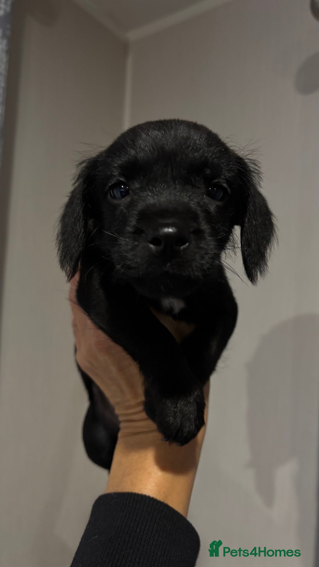 Mixed Breed dogs for sale: Cockapoo X pattadale pups  - Image 2