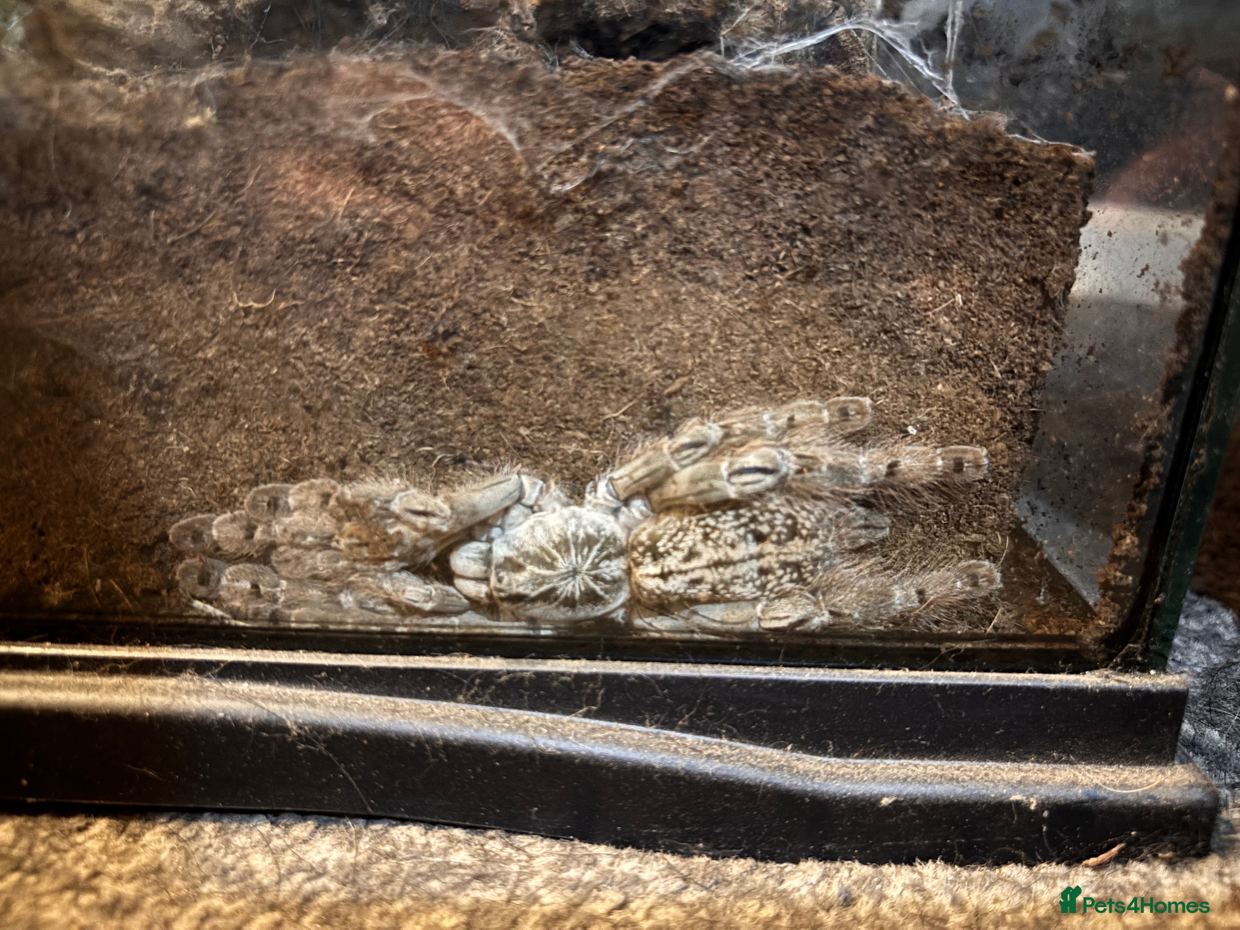 Tarantulas invertebrates Ornamental baboon tarantula  - Advert 1