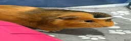 Guinea Pig rodents for sale: Lone Male guinea pig looking for a new home - Advert 1