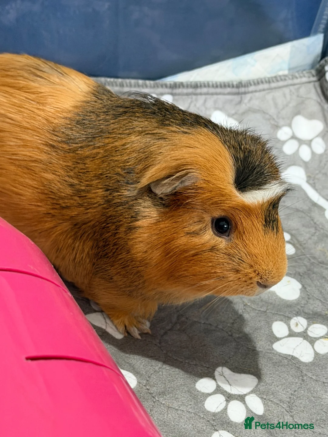 Guinea Pig rodents for sale: Lone Male guinea pig looking for a new home - Advert 1