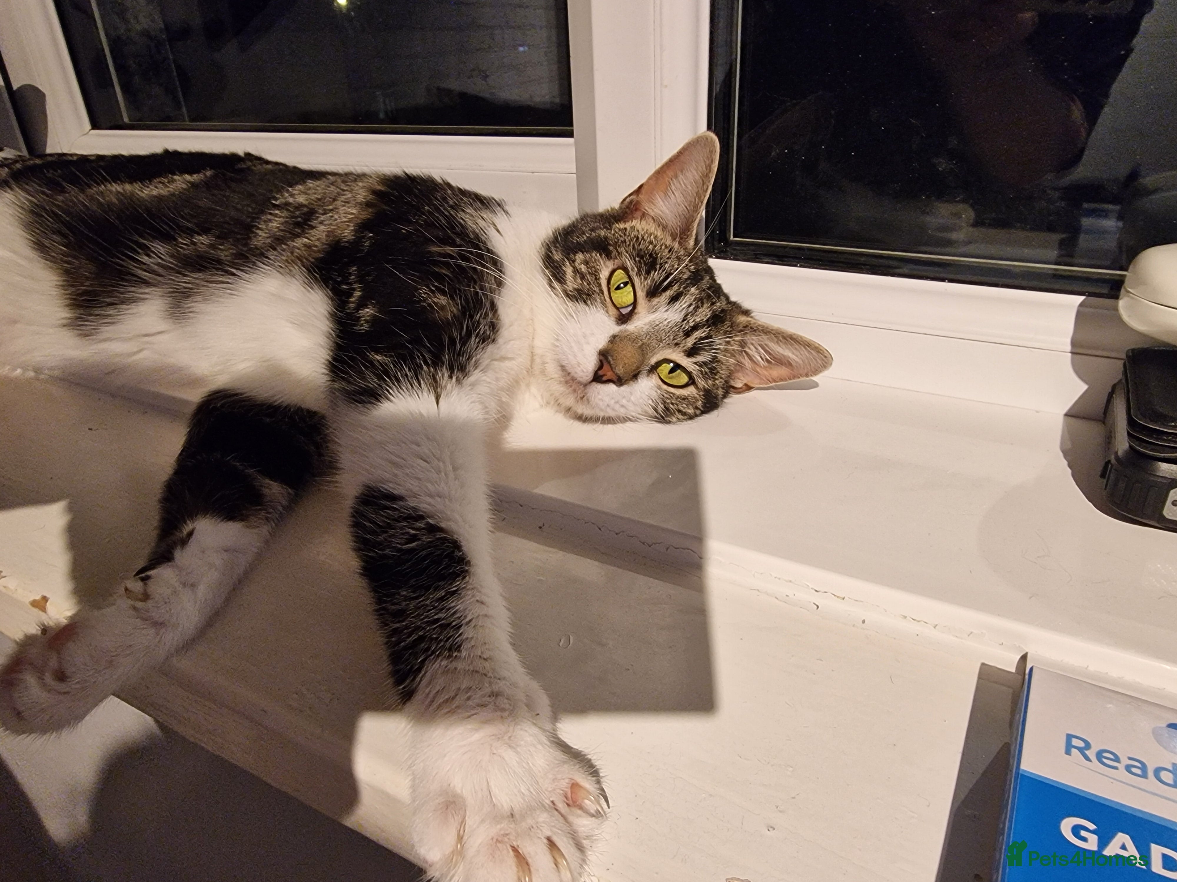 Mixed Breed cats Mum and kittens for sale in Coventry - Advert 1