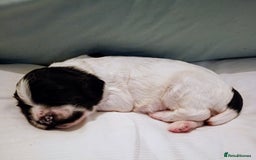 English Springer Spaniel dogs for sale: KC English Springer Spaniels (2 boys remaining) - Image 5