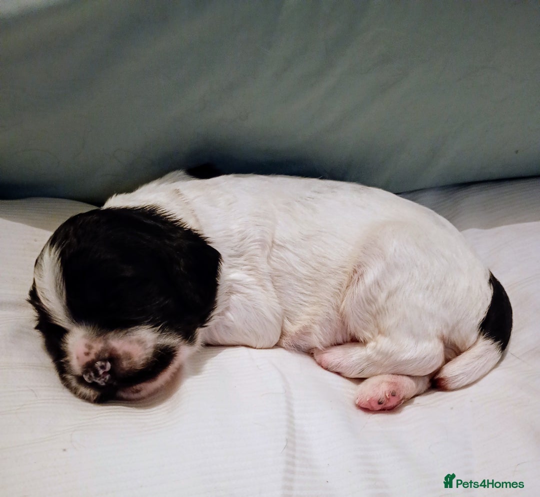 English Springer Spaniel dogs for sale: KC English Springer Spaniels (2 boys remaining) - Image 5