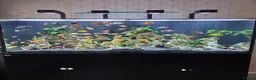 Other/Mixed Breed fish for sale: Full  setup with accessories for sale - Advert 3