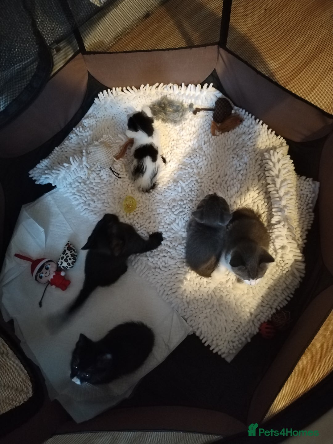 Mixed Breed cats for sale: Adorable Kittens Looking for Their Forever Homes - Advert 2