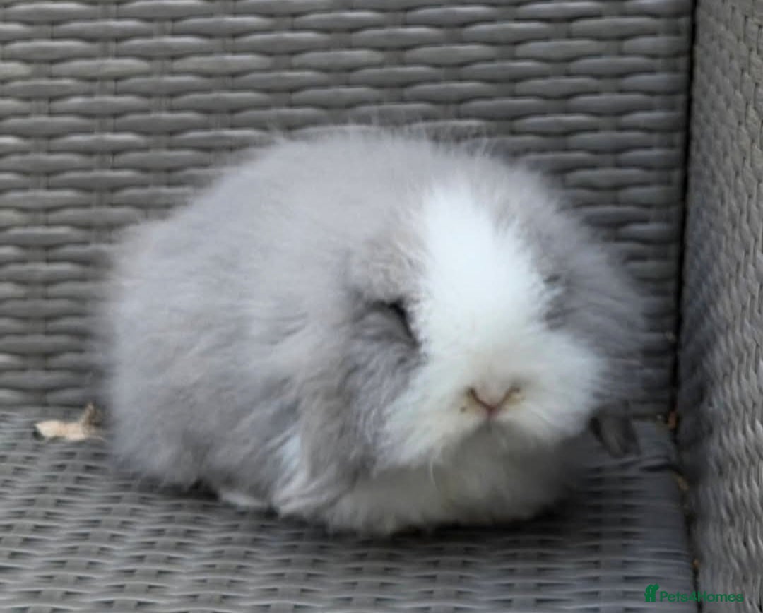 Mini Lion Lop rabbits Female & Male  mini lion  lop    - Advert 1