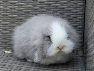 Mini Lion Lop rabbits Female & Male mini lion lop - Advert 1