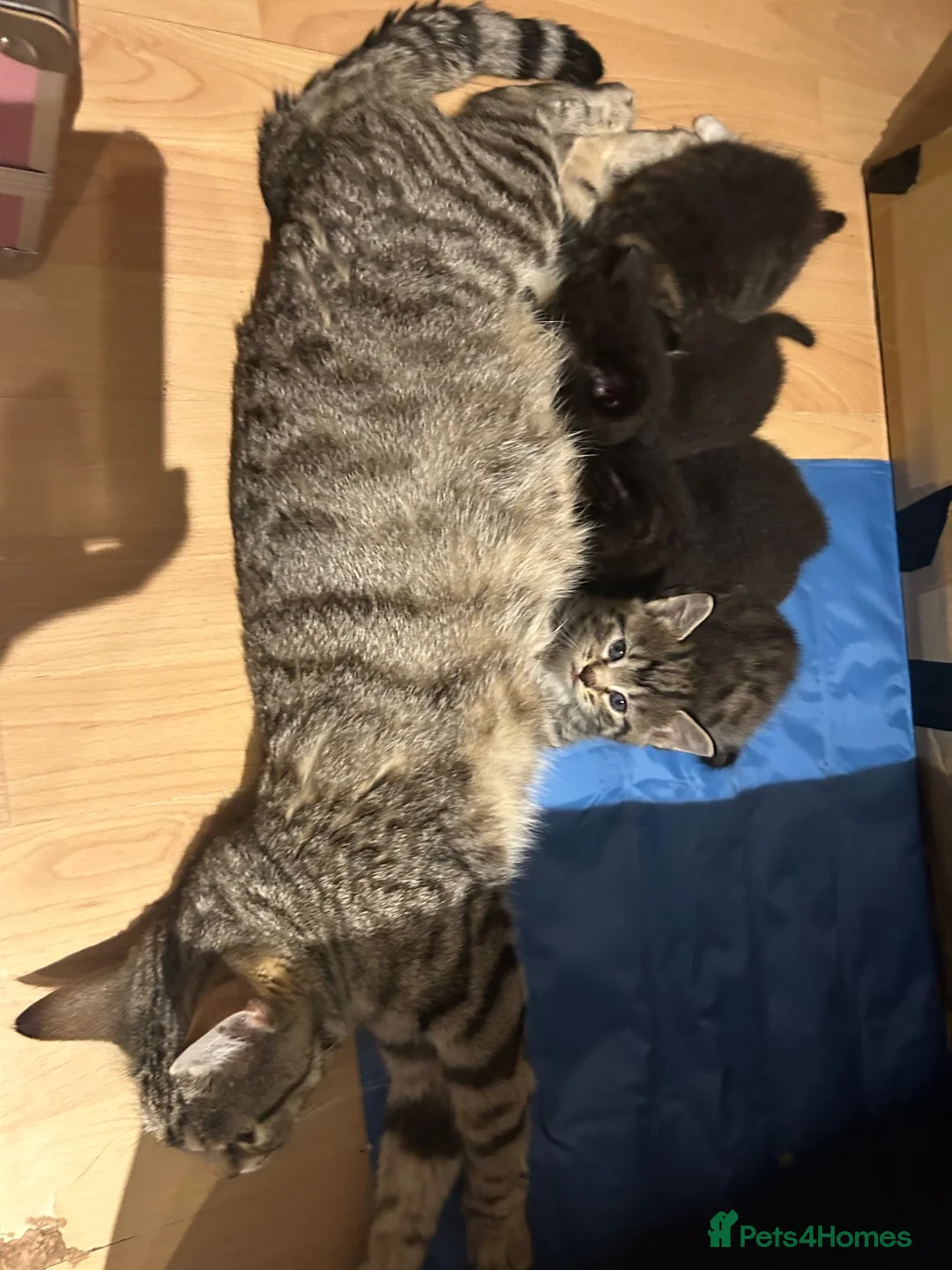 Mixed Breed cats for sale: Kittens for sale  in Grays - Advert 1