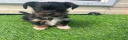 Yorkshire Terrier dogs for sale: YORKSHIRE TERRIERS X JACK RUSSELL in Iver - Advert 3