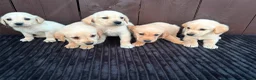 Goldador dogs for sale: Goldador puppies 9 available  - Advert 31