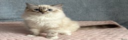 Ragdoll cats for sale: Three beautiful Ragdoll Ready to Leave 20/12/2025  - Advert 7