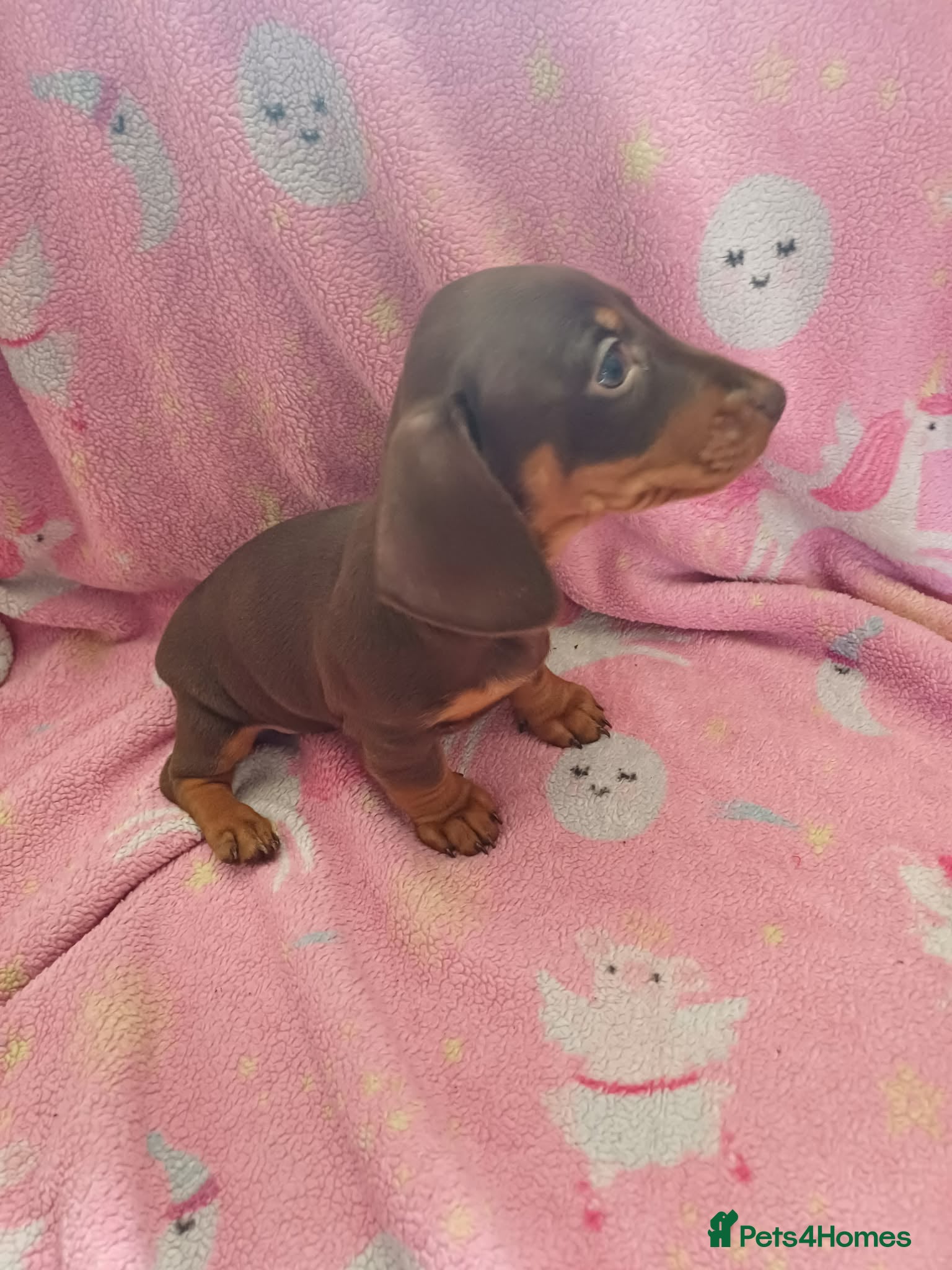 Dachshund dogs Beautiful pups - Advert 2