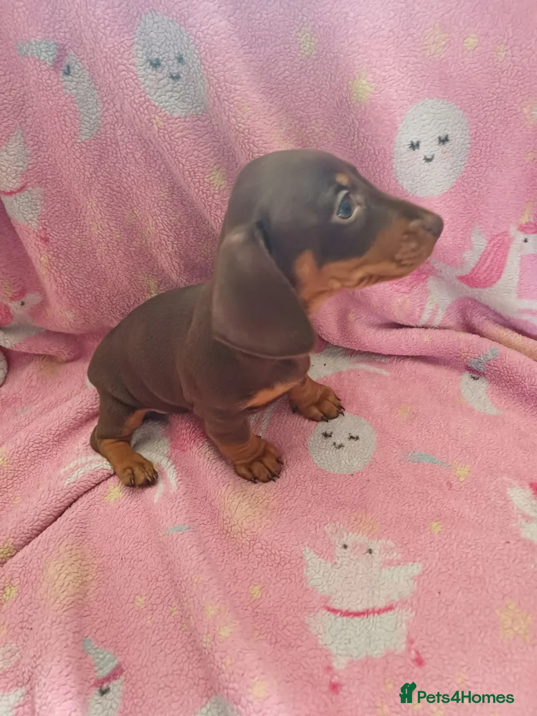 Dachshund dogs for sale: Beautiful pups in Doncaster - Advert 2