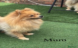 Pomeranian dogs for sale: Pomeranian - Image 6