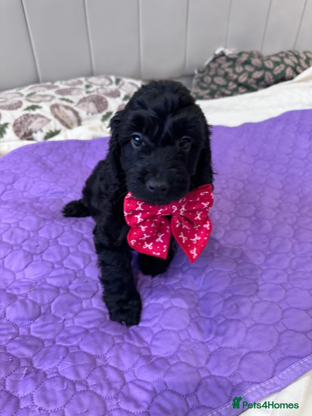 Cockalier dogs for sale: Cockapoo Puppies - Advert 2