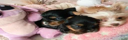 Yorkshire Terrier dogs for sale: 2 Sweter Yorkshire Terrier puppy in Swindon - Advert 1