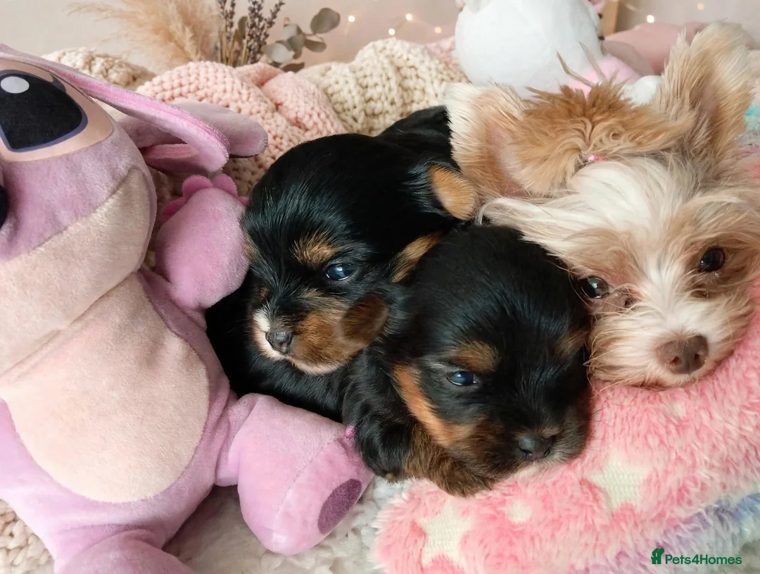 Yorkshire Terrier dogs for sale: 2 Sweter Yorkshire Terrier puppy in Swindon - Advert 1