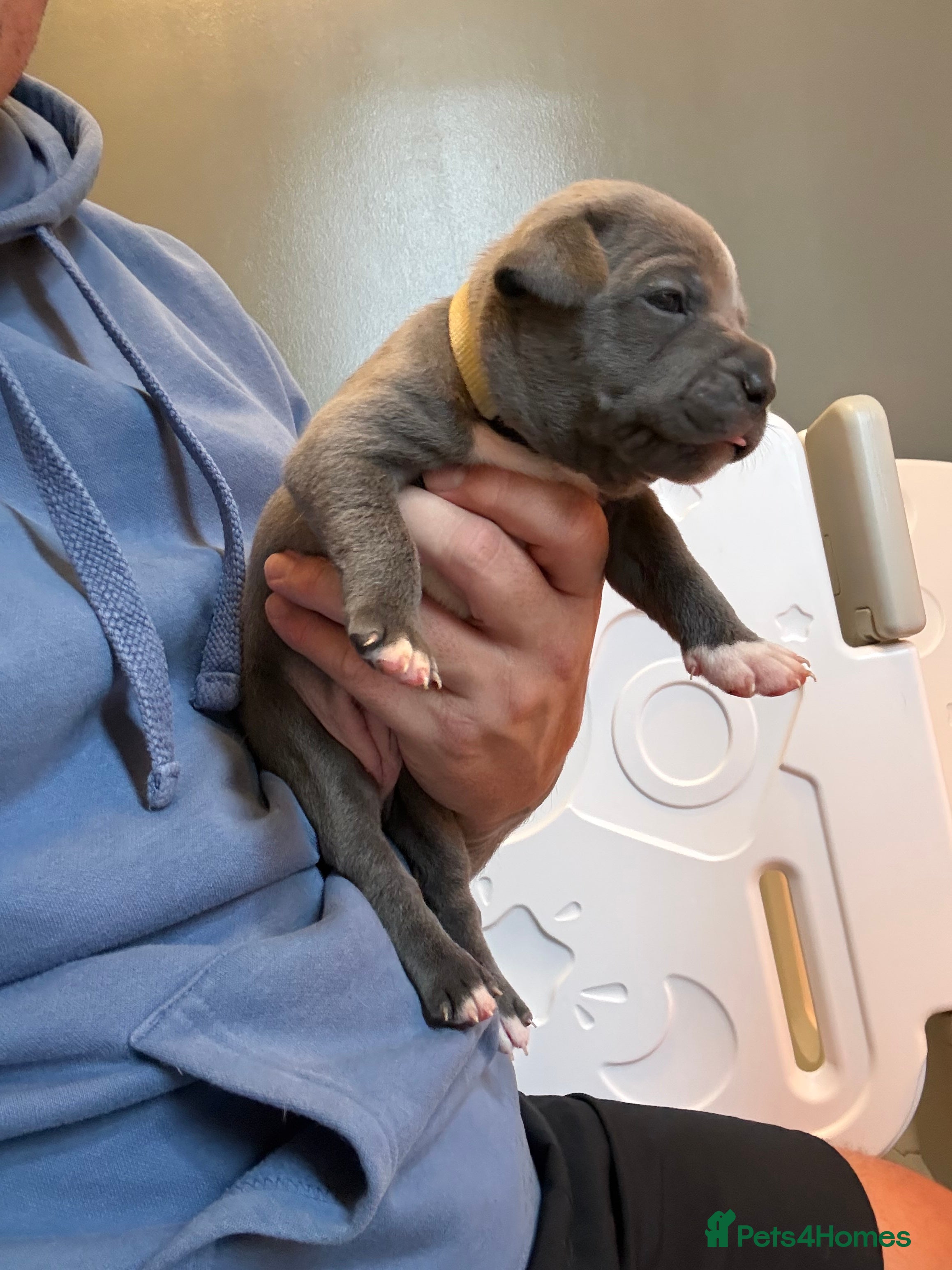 Staffordshire Bull Terrier dogs 5 GORGEOUS  STAFFORDSHIRE BULL TERRIER PUPPIES - Advert 2