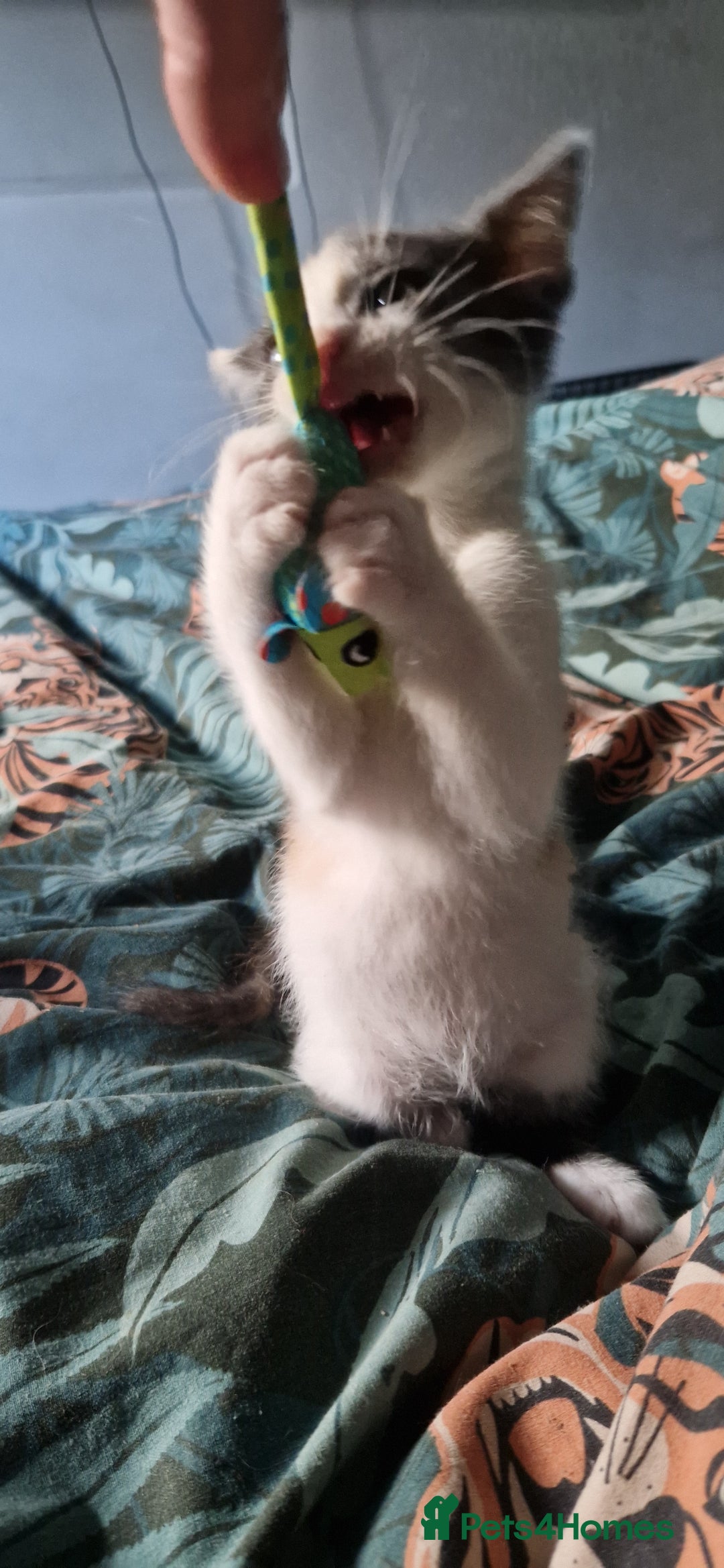 Mixed Breed cats for sale: Maine coon X Sphynx - Advert 9