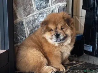 Chow Chow dogs READY TO LEAVE NOW Chow Chow Puppies - Advert 5