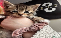 Mixed Breed cats for sale: Beautiful mixed breed blue eyes silver/grey tabby  - Image 12