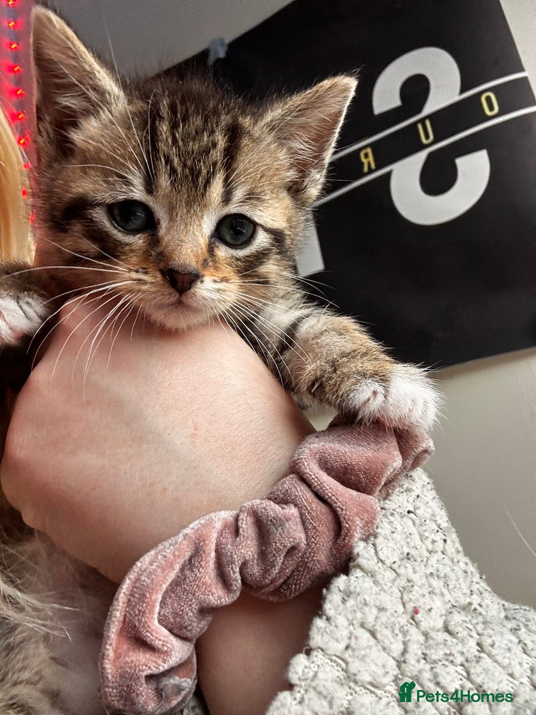 Mixed Breed cats for sale: Beautiful mixed breed blue eyes silver/grey tabby  - Image 12