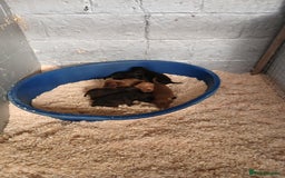 Patterdale Terrier dogs for sale: Patterdale terrier pups  - Image 2