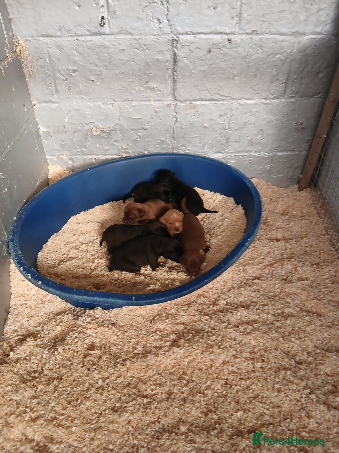 Patterdale Terrier dogs for sale: Patterdale terrier pups  - Image 2