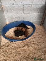 Patterdale Terrier dogs - Advert 4