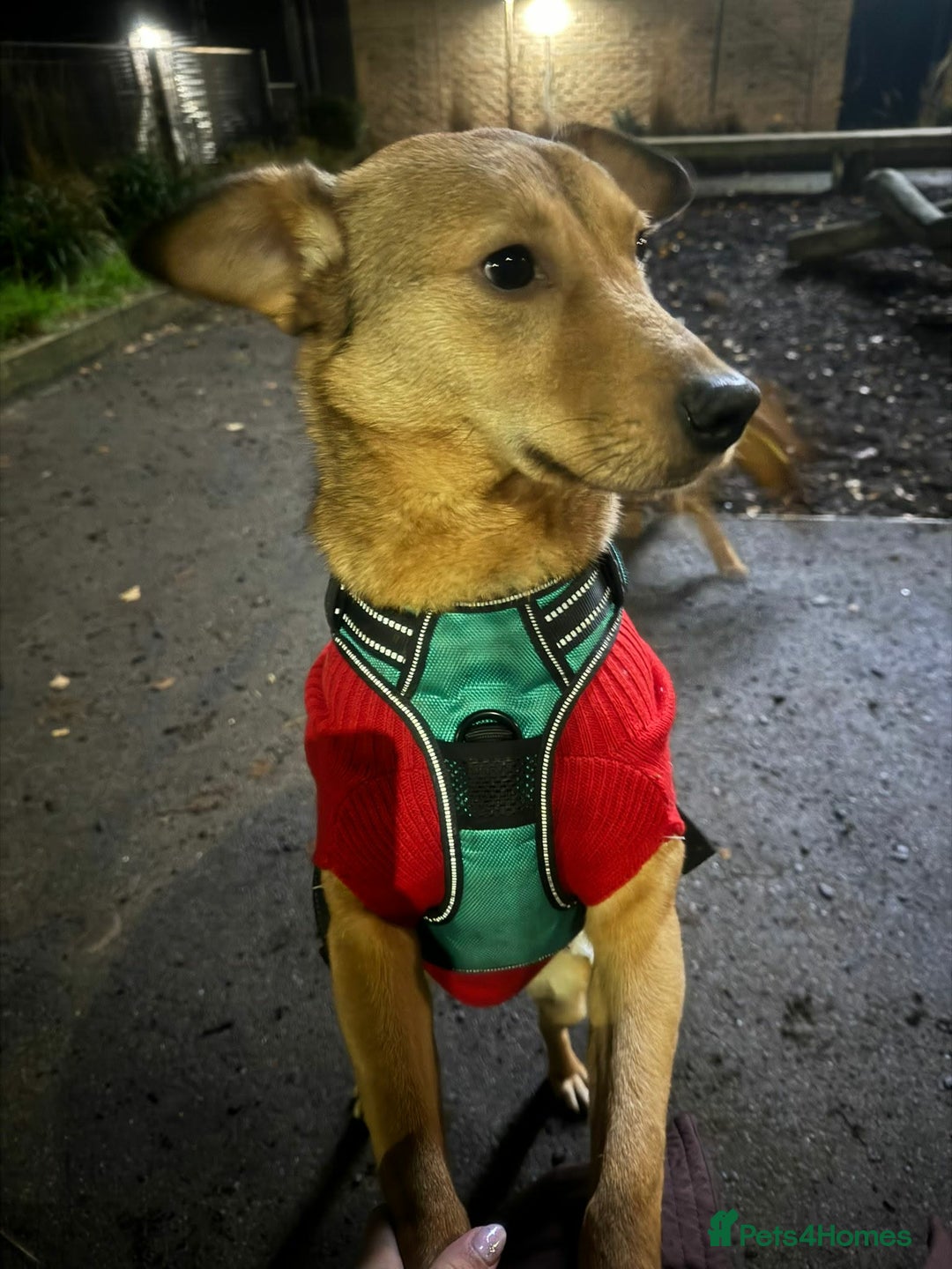 Mixed Breed dogs for adoption: Fajitas for adoption - Advert 7