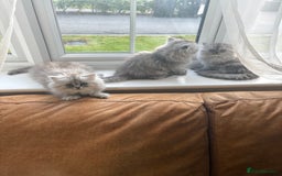 Persian cats for sale: Purrrfect Persians 😻😻😻 - Image 19