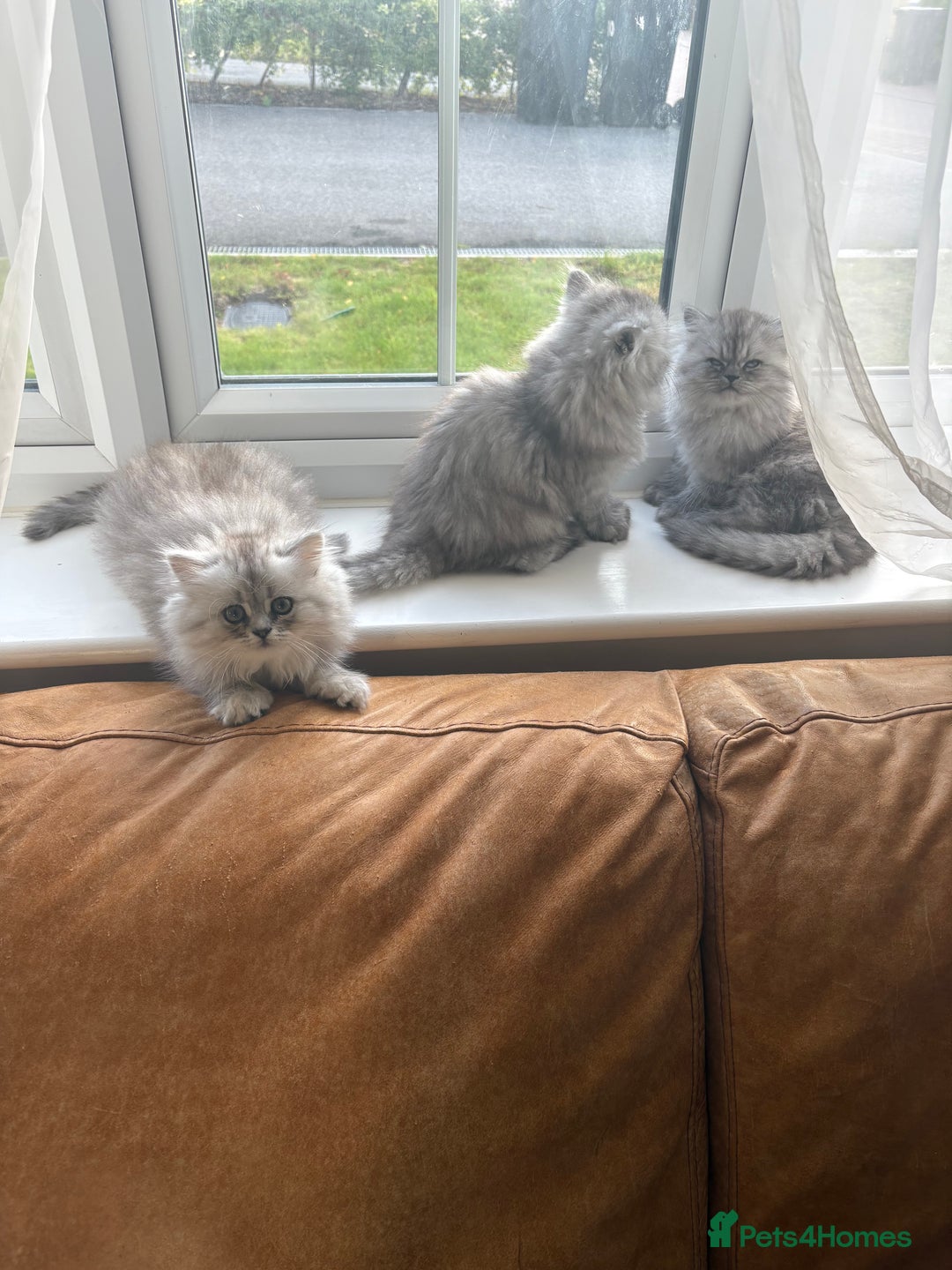 Persian cats for sale: Purrrfect Persians 😻😻😻 - Image 19