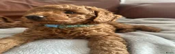 Miniature Poodle dogs for sale: Puppies - Advert 25