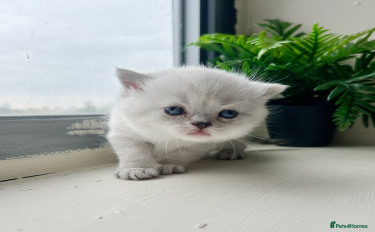 British Shorthair cats - Advert 7