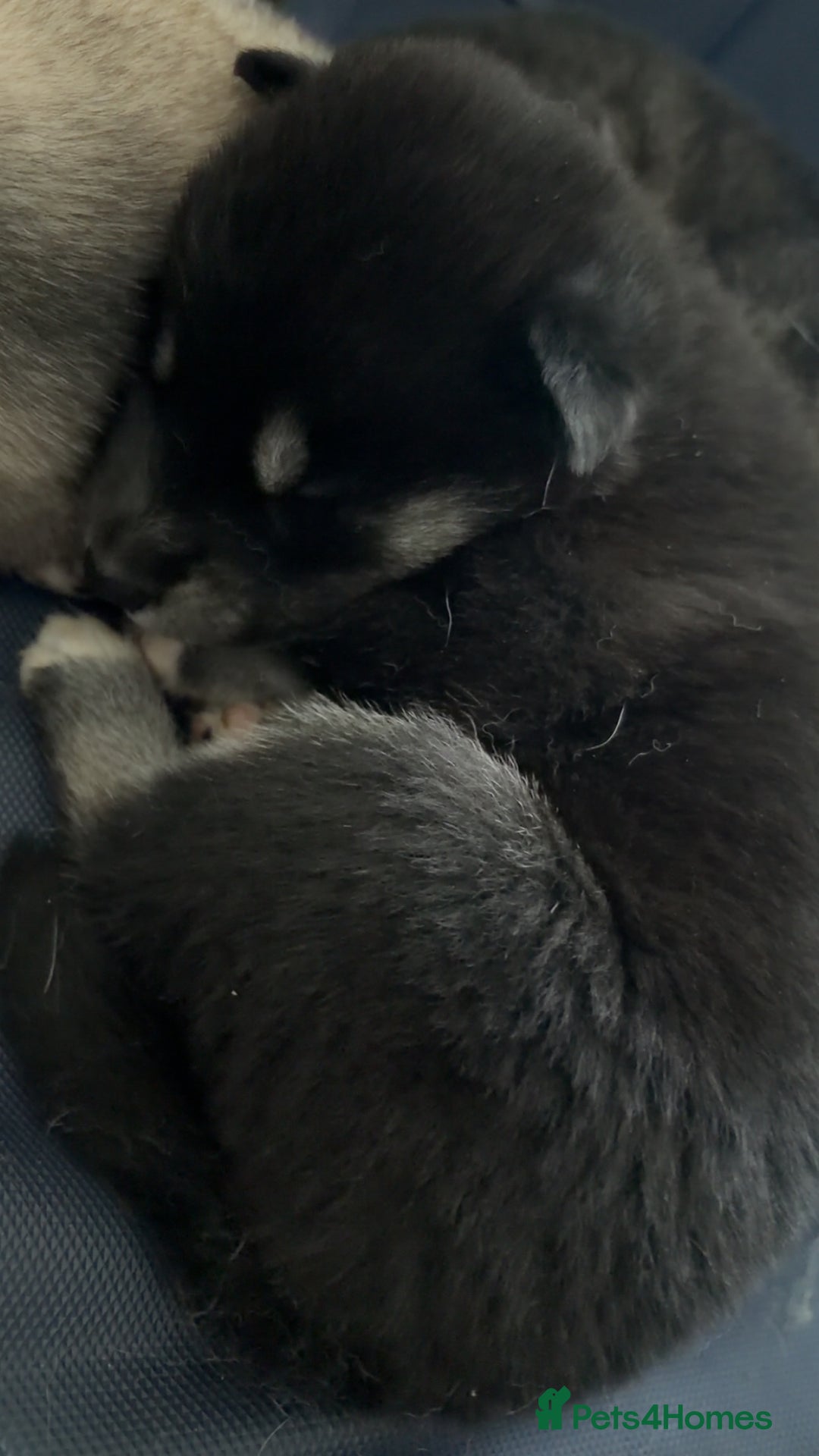 Shepsky dogs for sale: Northern innuit puppies - Advert 4