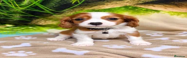 Cavalier King Charles Spaniel 1