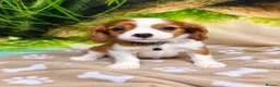 Cavalier King Charles Spaniel dogs for sale: Cavalier King Charles Spaniel pups- DAD DNA TESTED - Advert 3