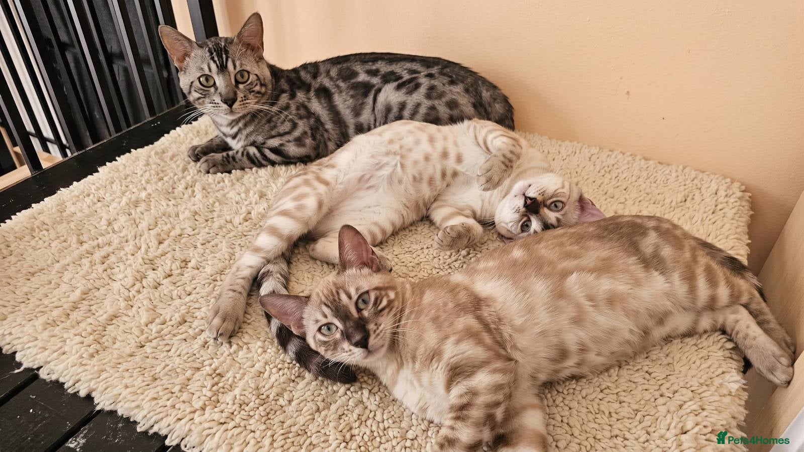 Bengal cats BENGAL 😺 furry Kittens – Ready For your Homes!💖 - Advert 13