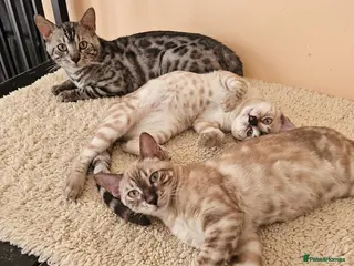 Bengal cats BENGAL 😺 furry Kittens – Ready For your Homes!💖 - Advert 13