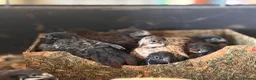 Quail poultry for sale: 9 Button quail  - Advert 1