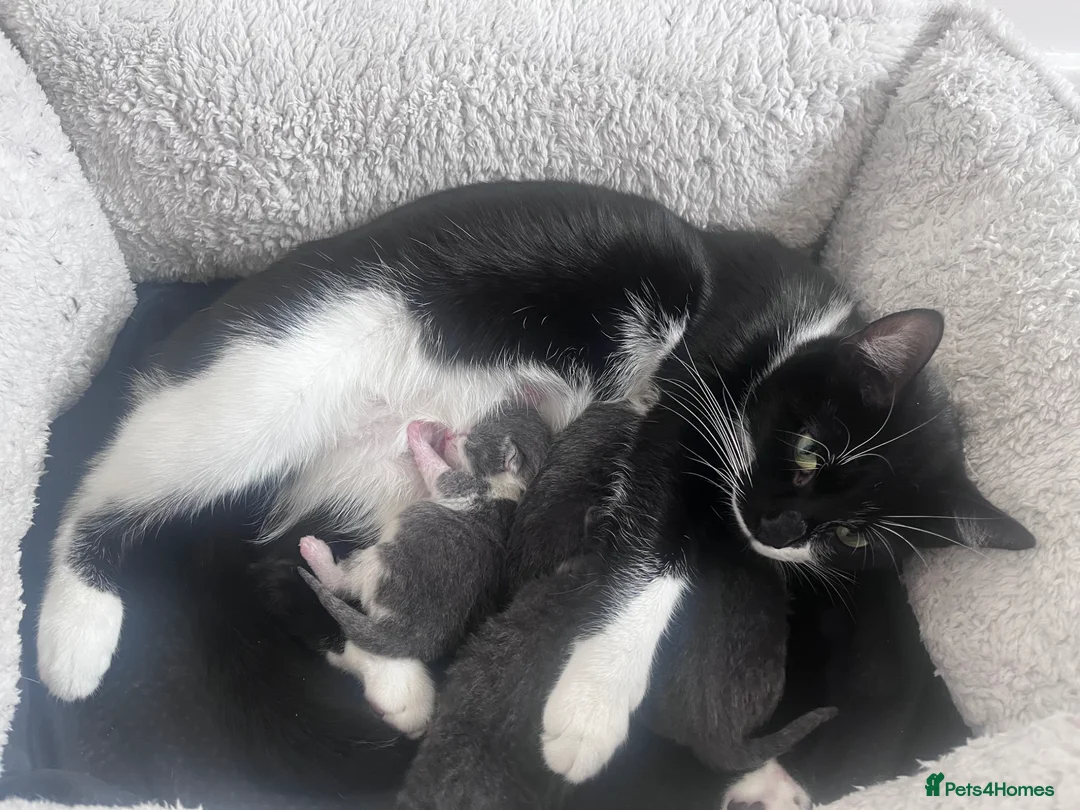 Mixed Breed cats for sale: Mixed British short hair.  in Manchester - Advert 1