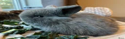 Mini Lop rabbits for sale: Mini lop kits choc, choc otter and blue RTL 15.05 - Advert 7