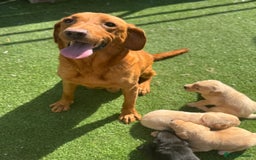 Labrador Retriever dogs for sale: Beautiful top kc line Labrador puppy’s  - Image 24