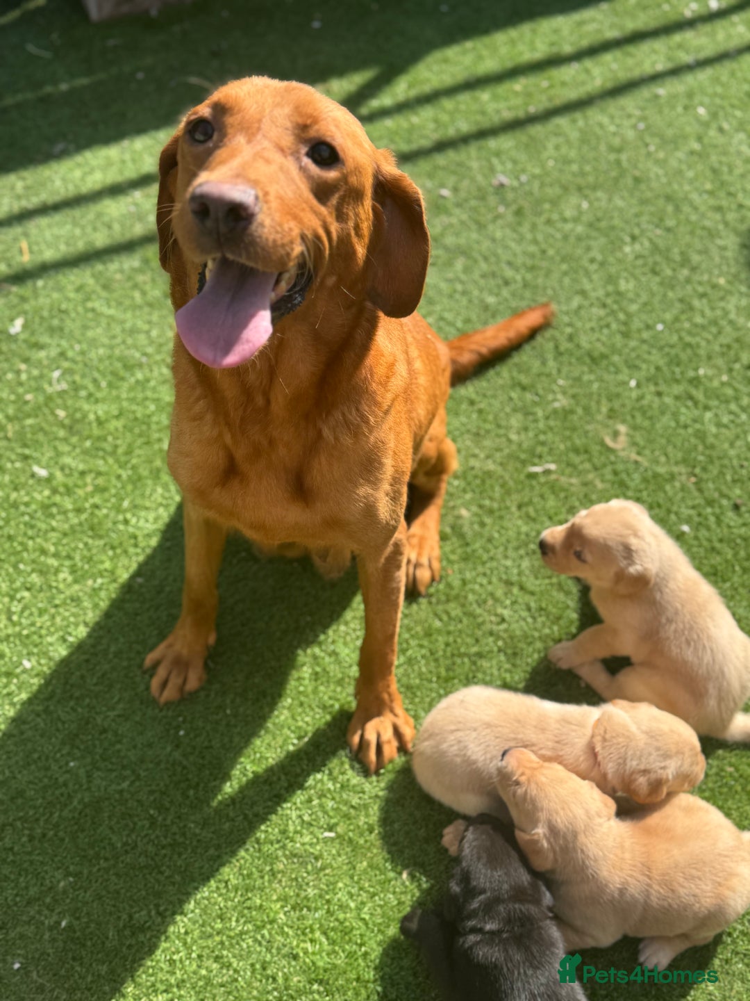 Labrador Retriever dogs for sale: Beautiful top kc line Labrador puppy’s  - Image 24