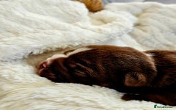 English Bulldog dogs for sale: KC Reg Champion Bloodlines 1 Girl Left £ 2800 - Image 15