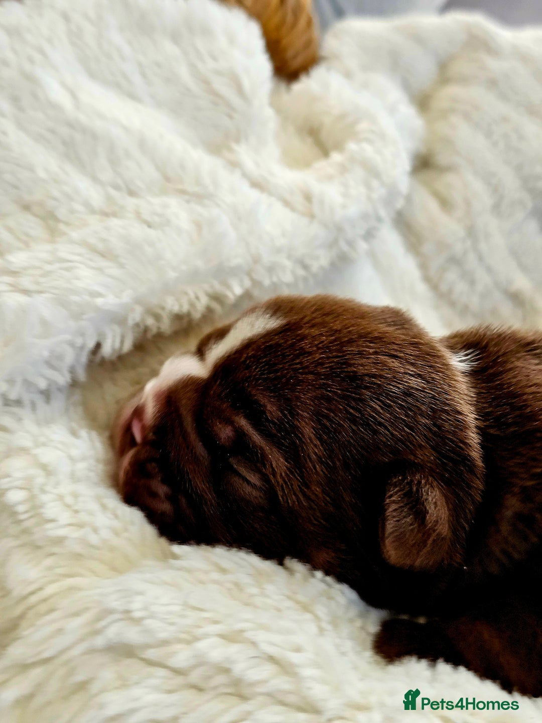 English Bulldog dogs for sale: KC Reg Champion Bloodlines 1 Girl Left £ 2800 - Image 15