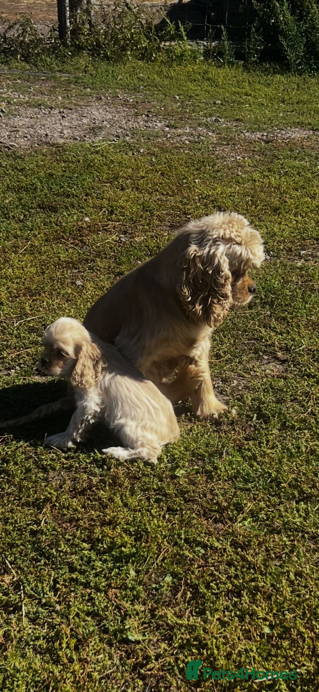 American Cocker Spaniel dogs for sale: American cocker spaniel puppies  - Image 4