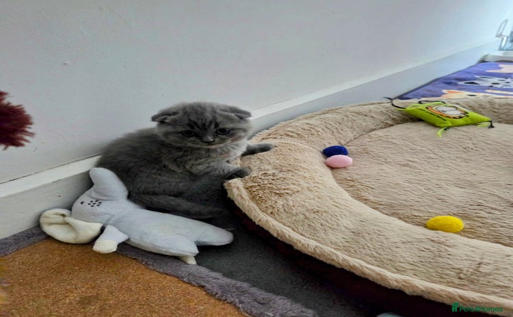 Scottish Fold cats - Advert 1