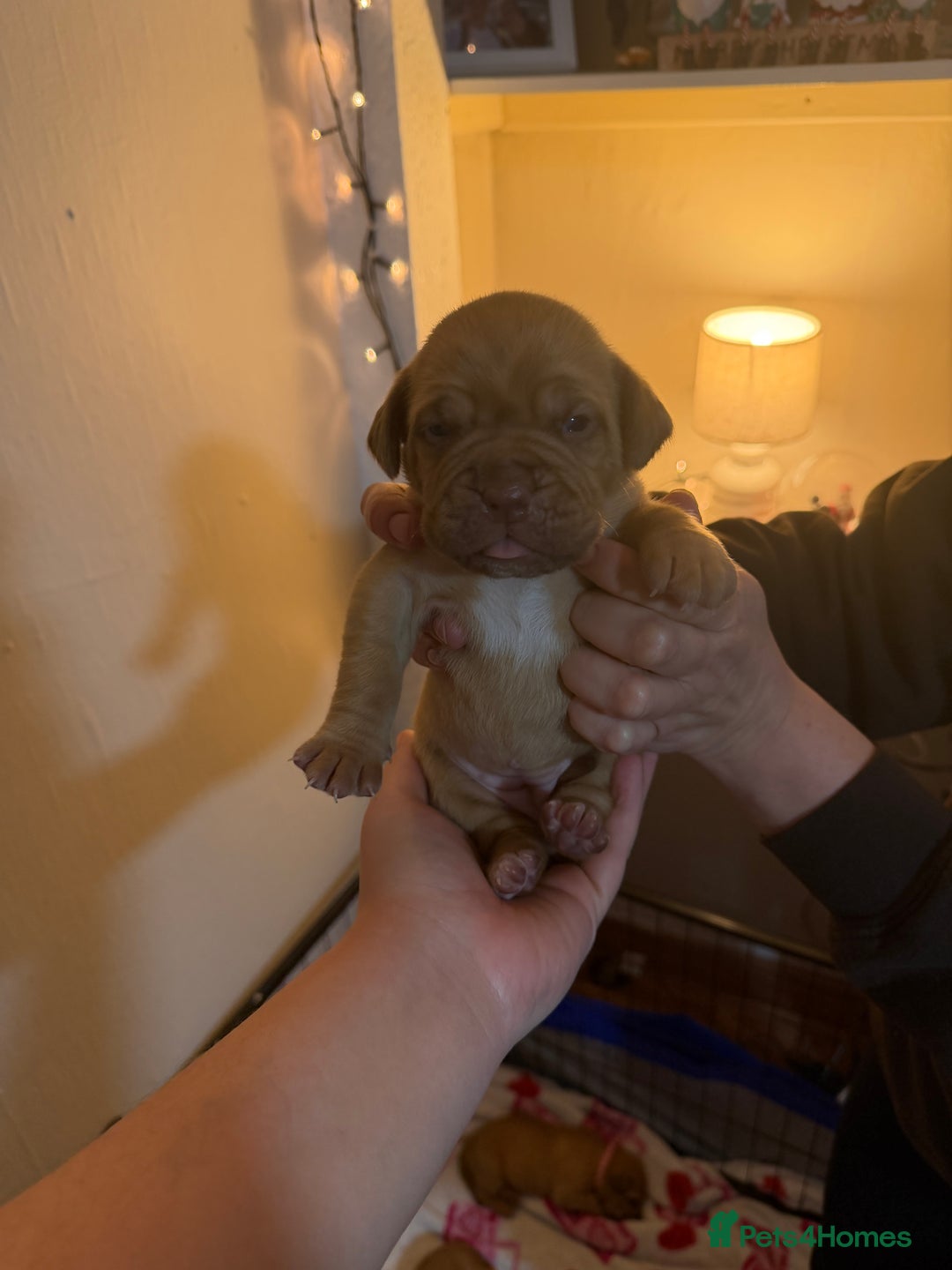 Dogue De Bordeaux dogs for sale: Beautiful Dogue De Bordeaux Puppies - Advert 17